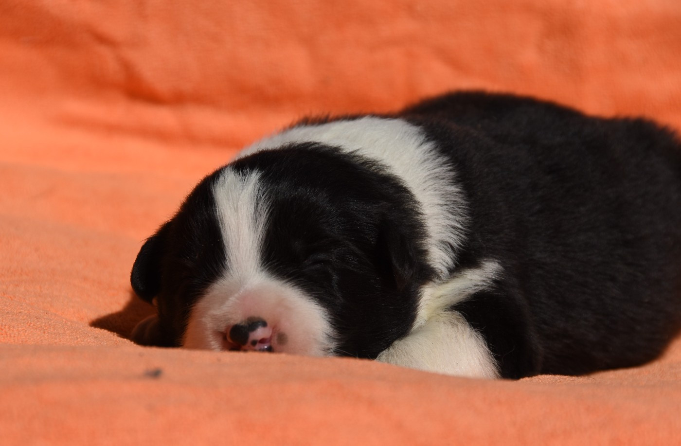 des Collines de Sagne - Chiots disponibles - Border Collie