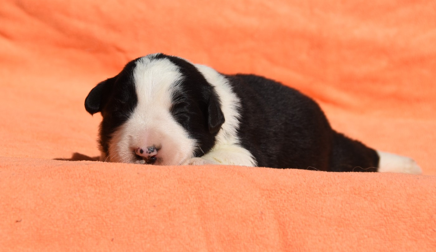 des Collines de Sagne - Chiots disponibles - Border Collie