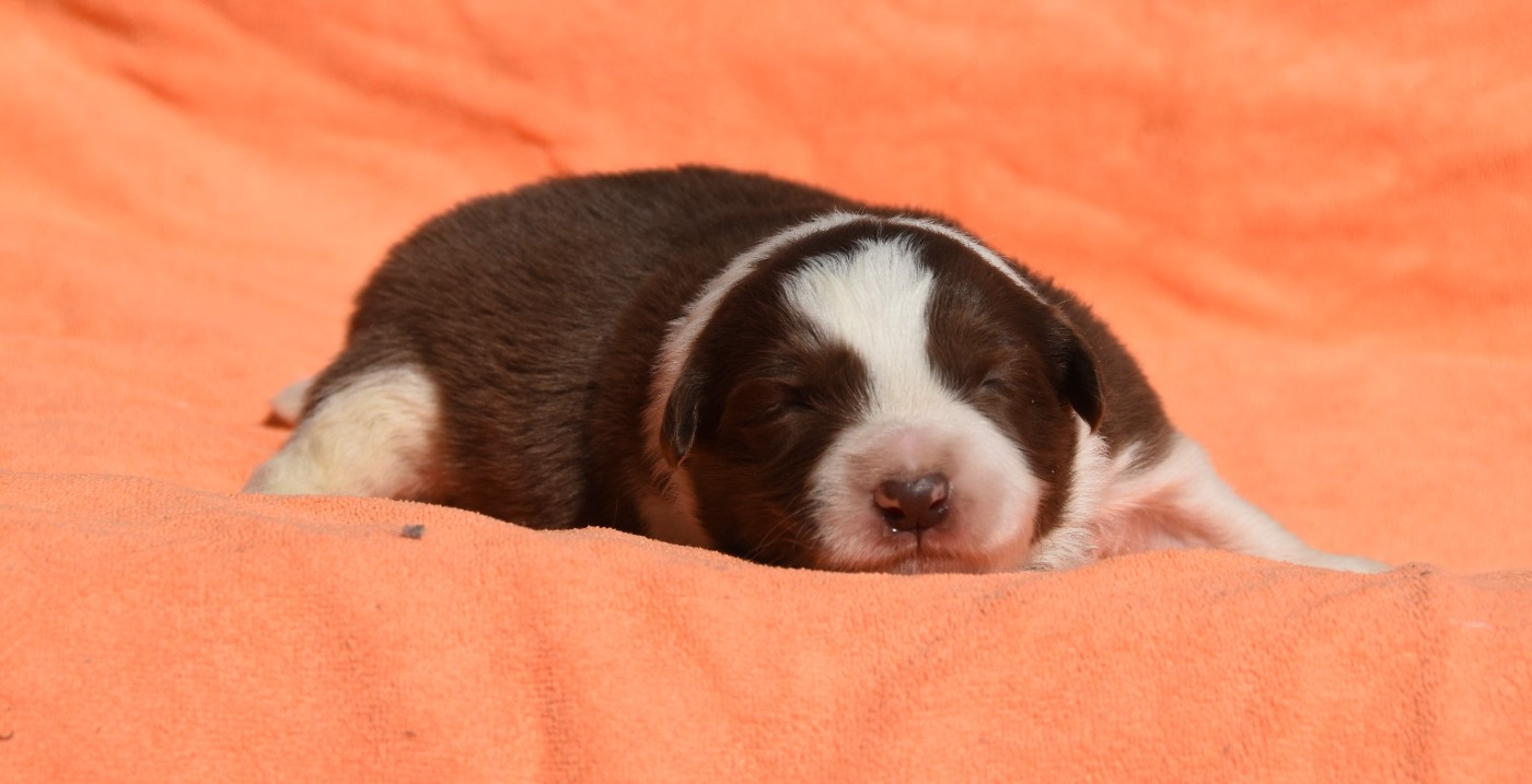 des Collines de Sagne - Chiots disponibles - Border Collie