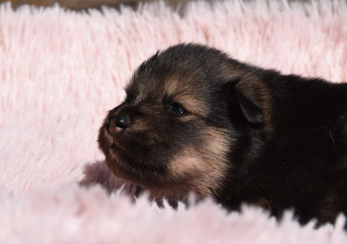 des Collines de Sagne - Chiots disponibles - Chien finnois de Laponie