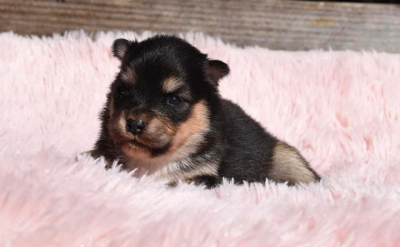 des Collines de Sagne - Chiots disponibles - Chien finnois de Laponie