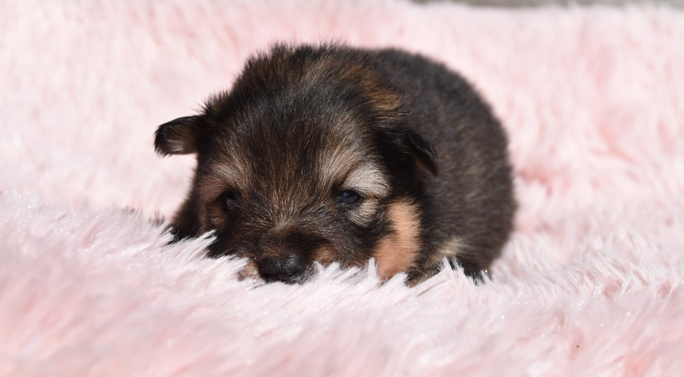 des Collines de Sagne - Chiots disponibles - Chien finnois de Laponie