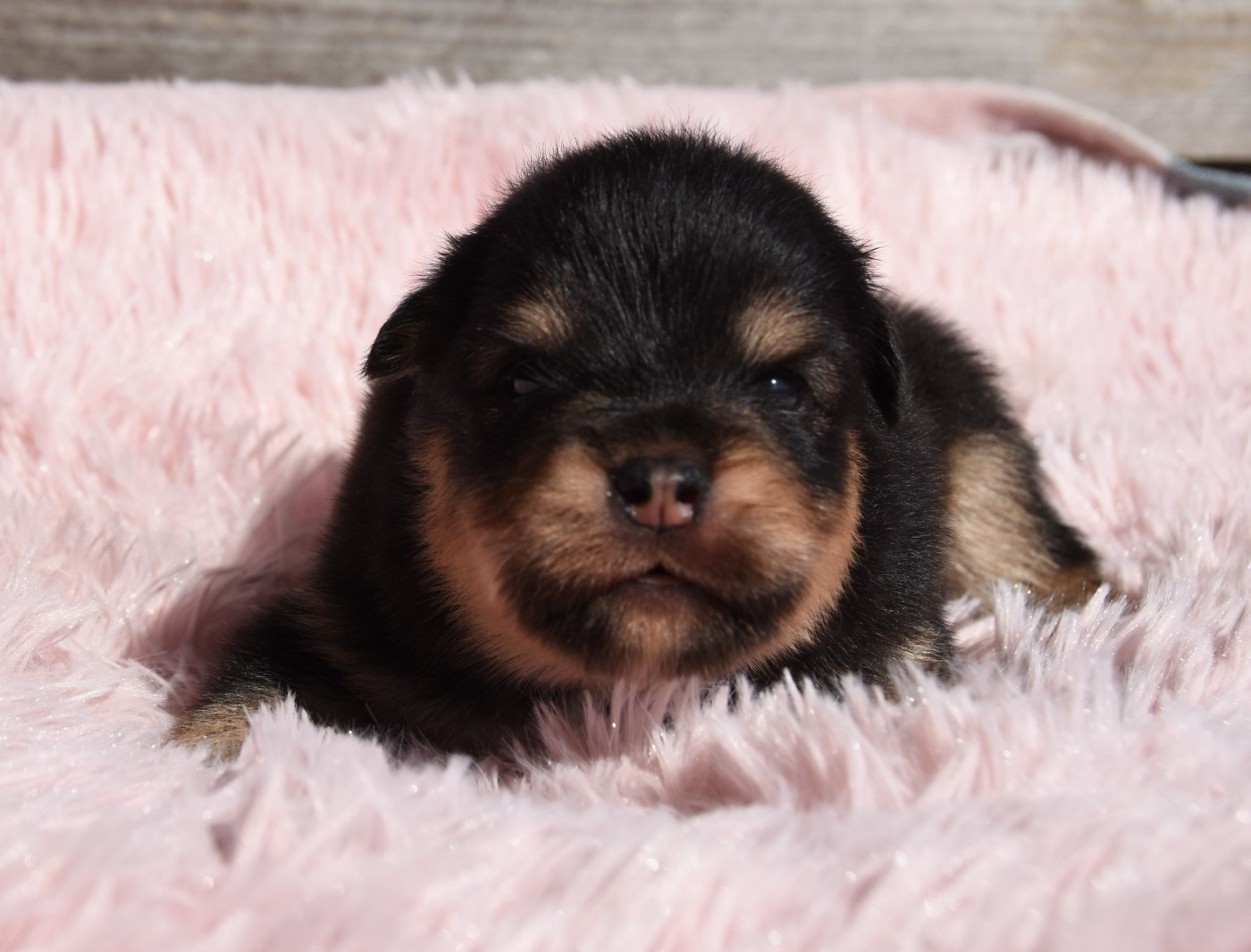 des Collines de Sagne - Chiots disponibles - Chien finnois de Laponie