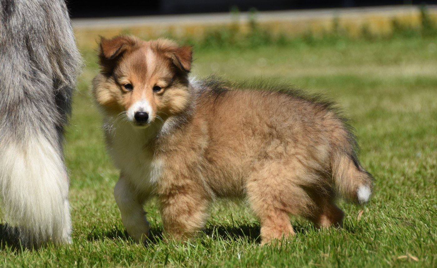 des Collines de Sagne - Chiots disponibles - Shetland Sheepdog