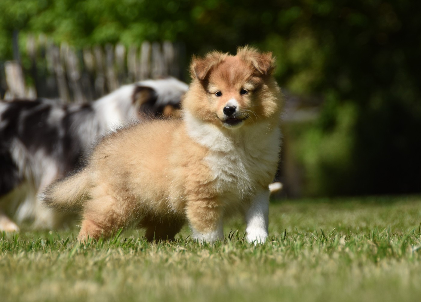 des Collines de Sagne - Shetland Sheepdog - Portée née le 14/02/2026