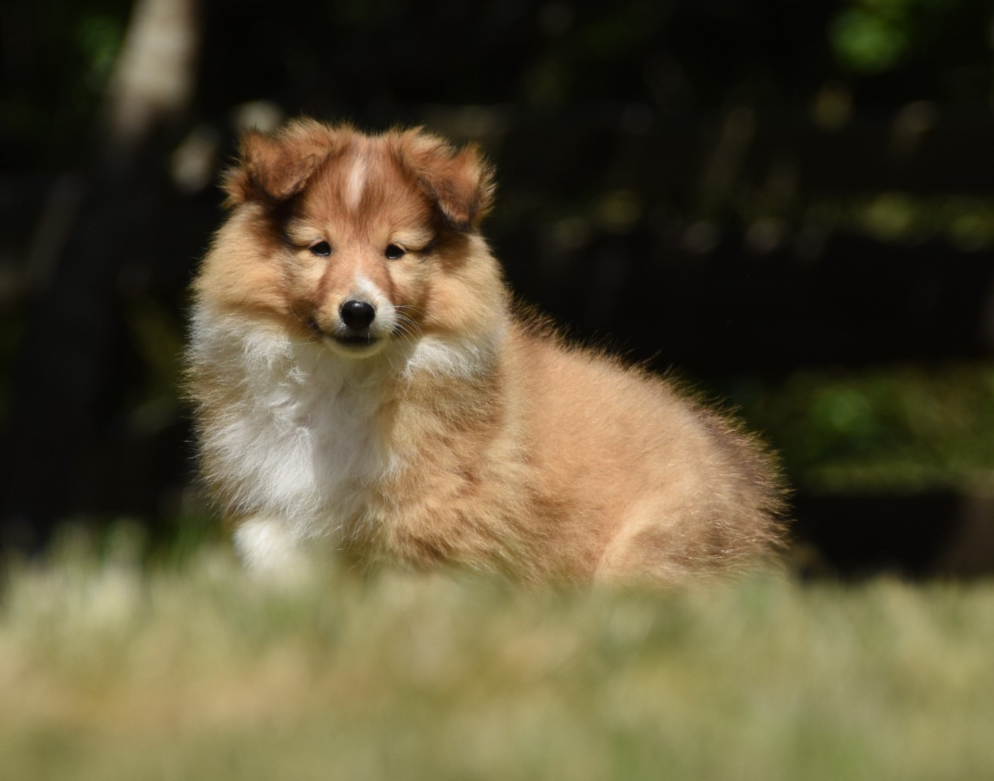 des Collines de Sagne - Chiots disponibles - Shetland Sheepdog