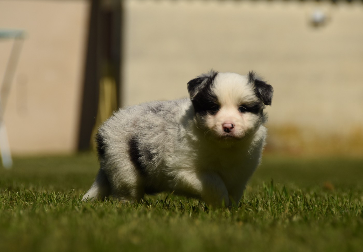des Collines de Sagne - Chiots disponibles - Border Collie