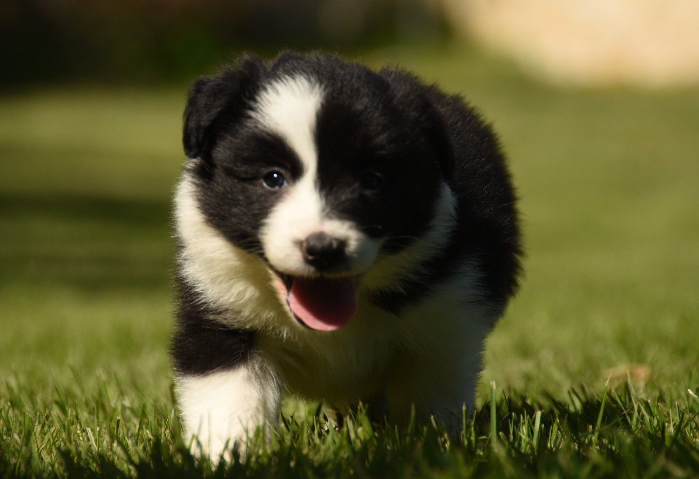 des Collines de Sagne - Chiots disponibles - Border Collie