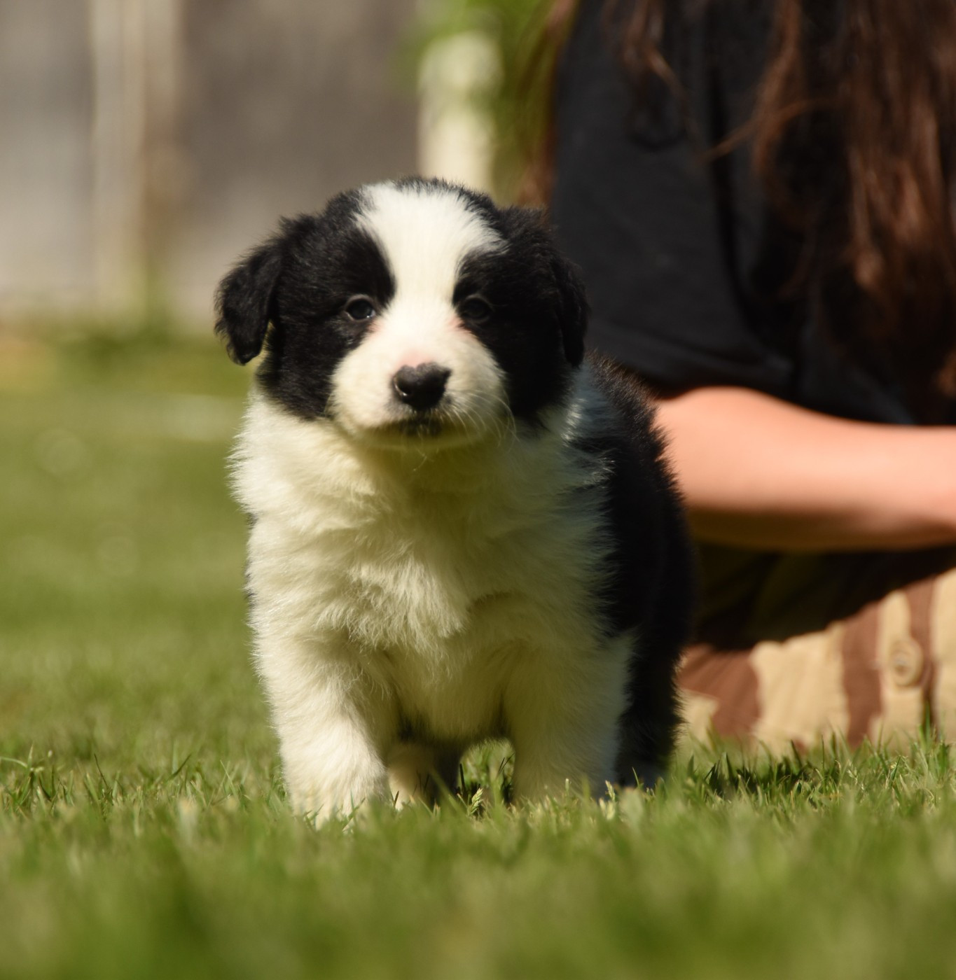 des Collines de Sagne - Chiots disponibles - Border Collie