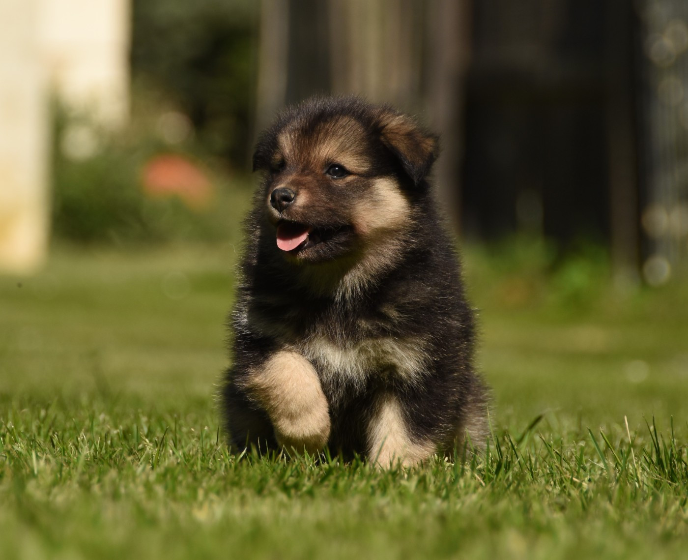 des Collines de Sagne - Chiots disponibles - Chien finnois de Laponie