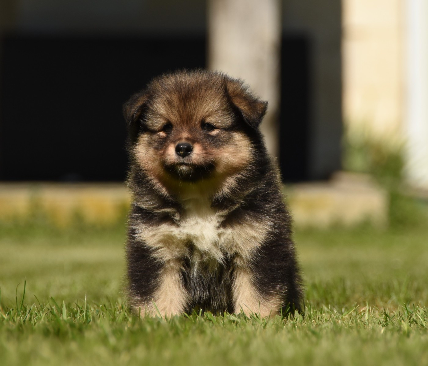 des Collines de Sagne - Chiots disponibles - Chien finnois de Laponie
