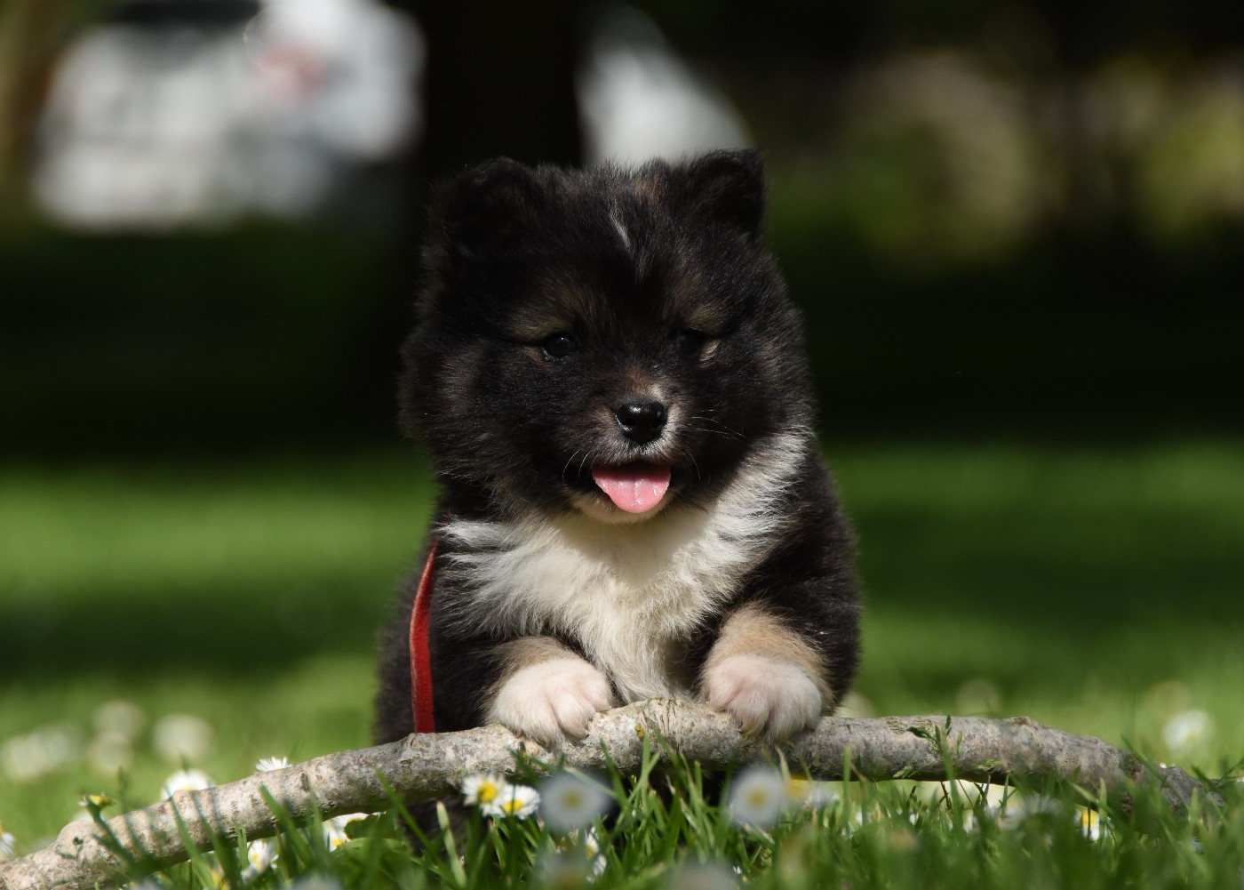 des Collines de Sagne - Chiots disponibles - Chien finnois de Laponie