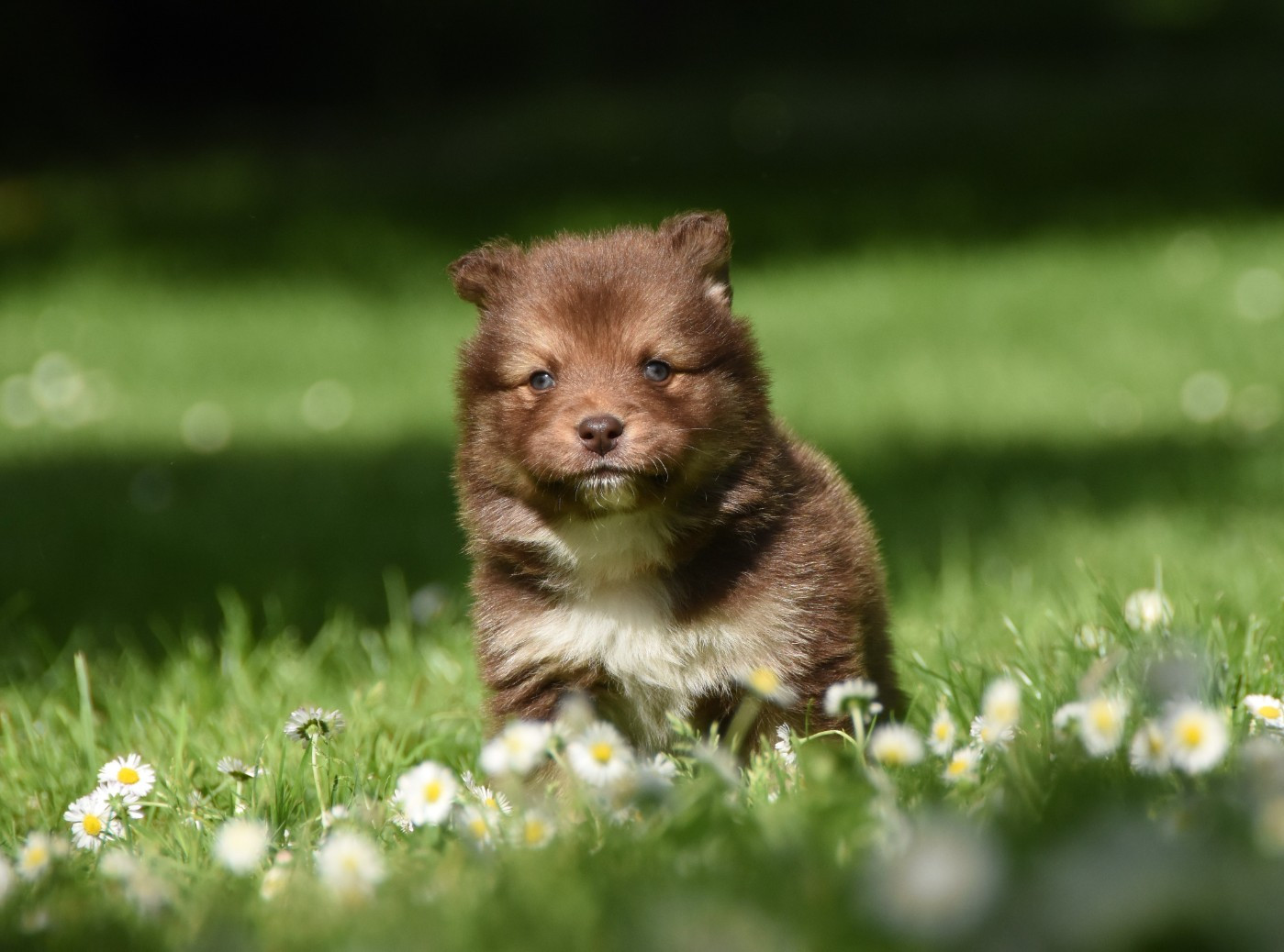 des Collines de Sagne - Chiots disponibles - Chien finnois de Laponie