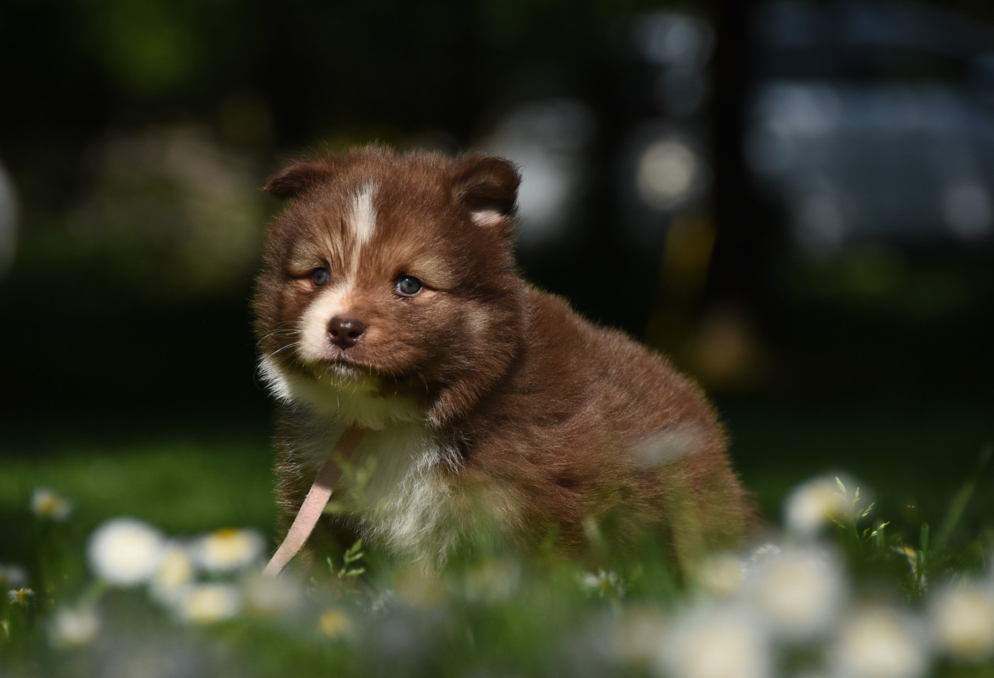 des Collines de Sagne - Chiots disponibles - Chien finnois de Laponie