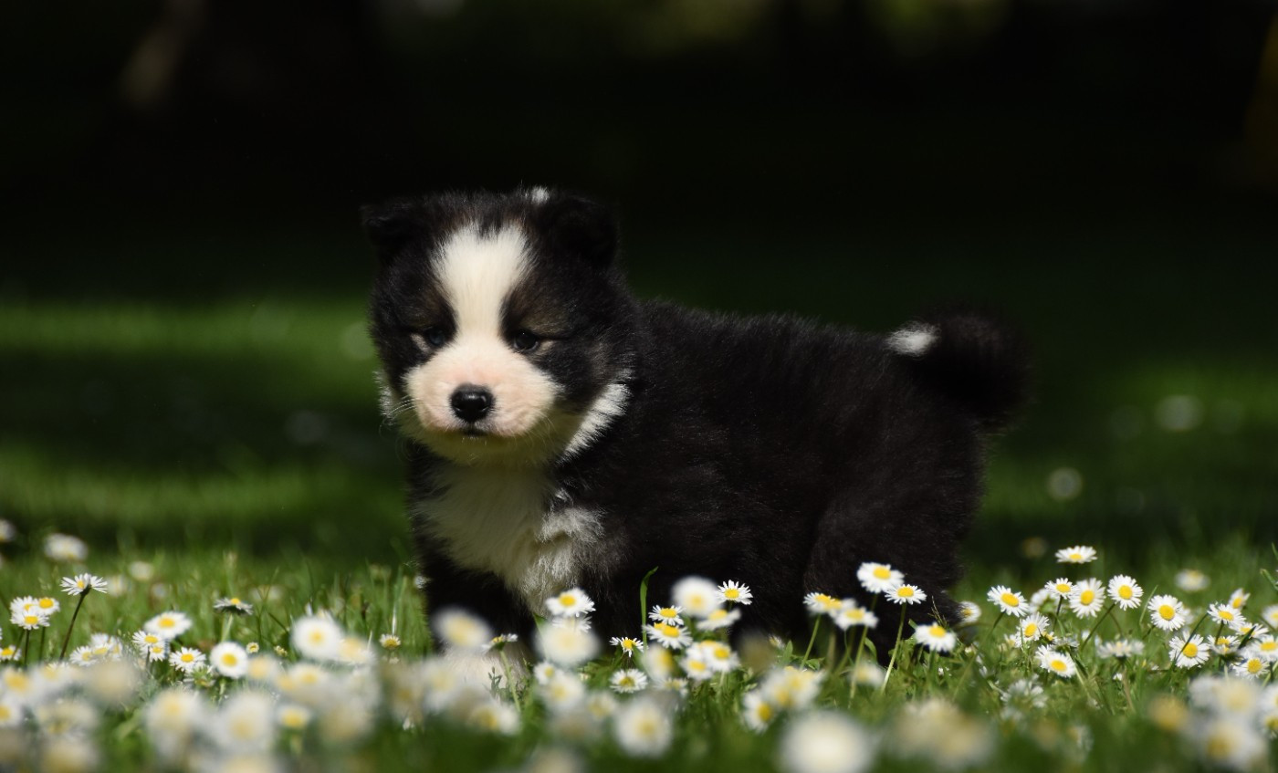 des Collines de Sagne - Chiots disponibles - Chien finnois de Laponie