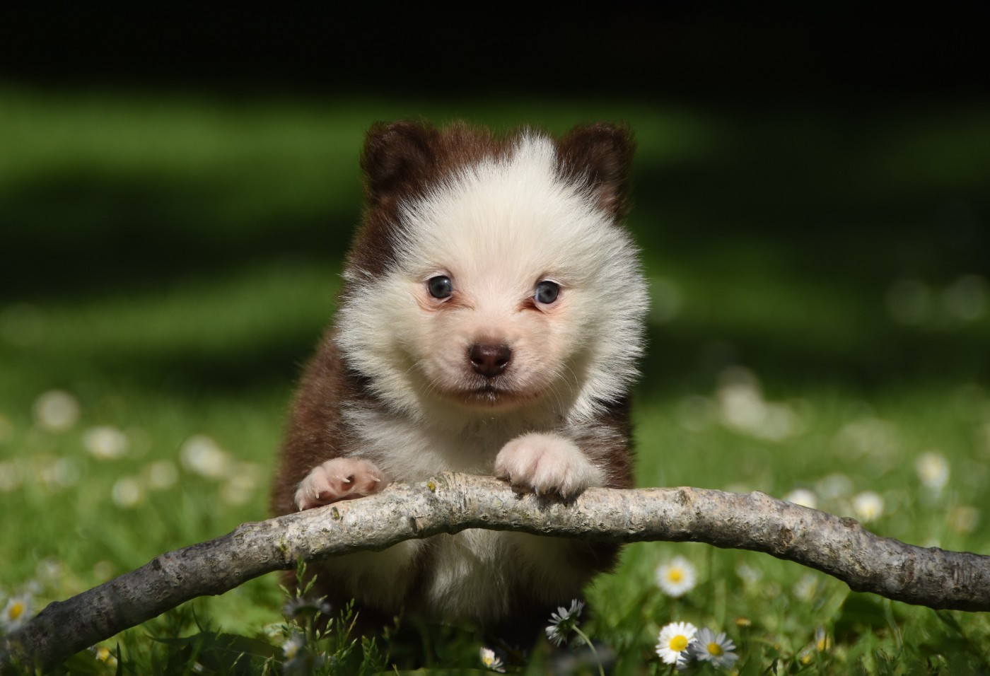 des Collines de Sagne - Chiots disponibles - Chien finnois de Laponie