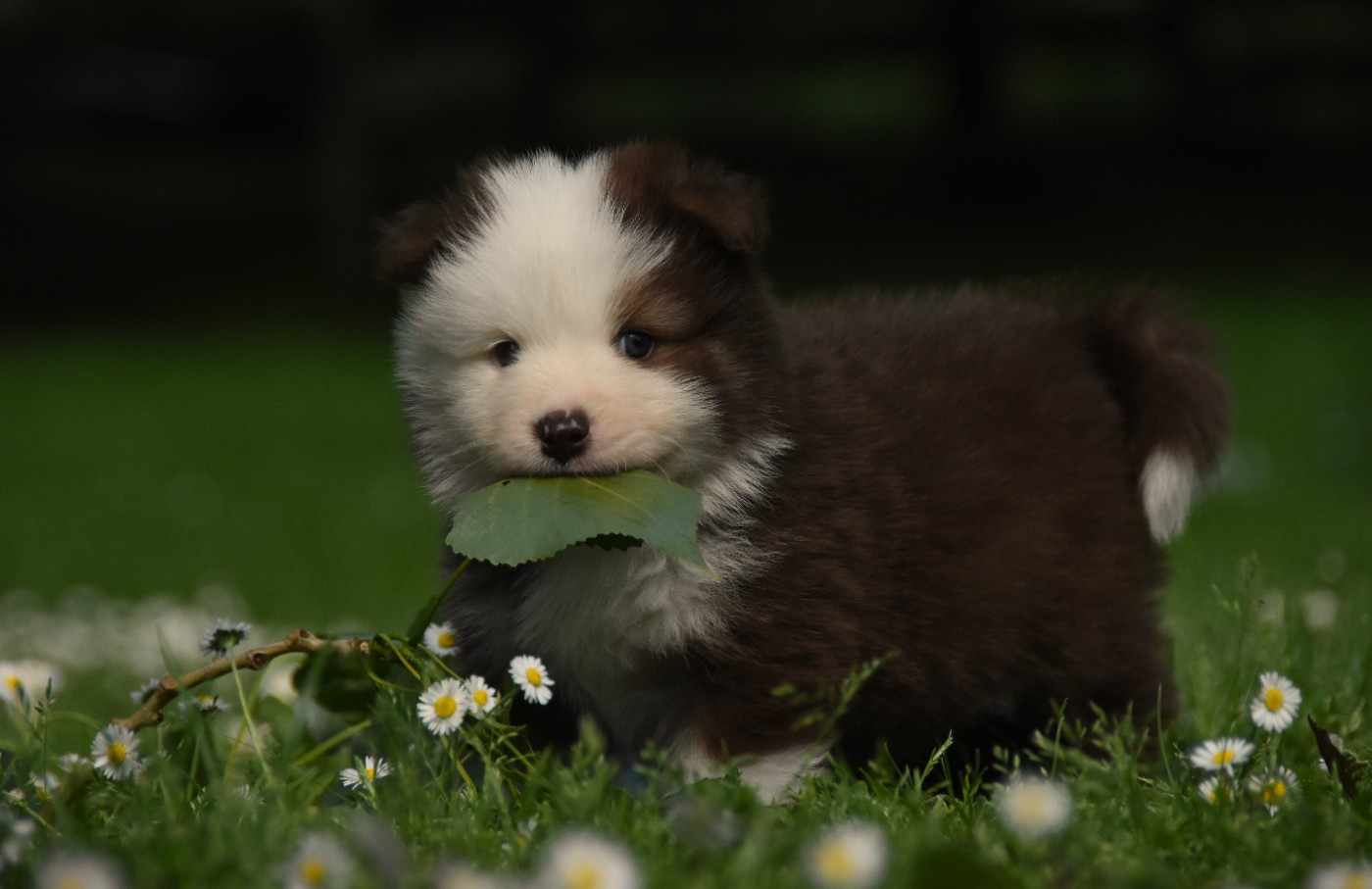 des Collines de Sagne - Chiots disponibles - Chien finnois de Laponie