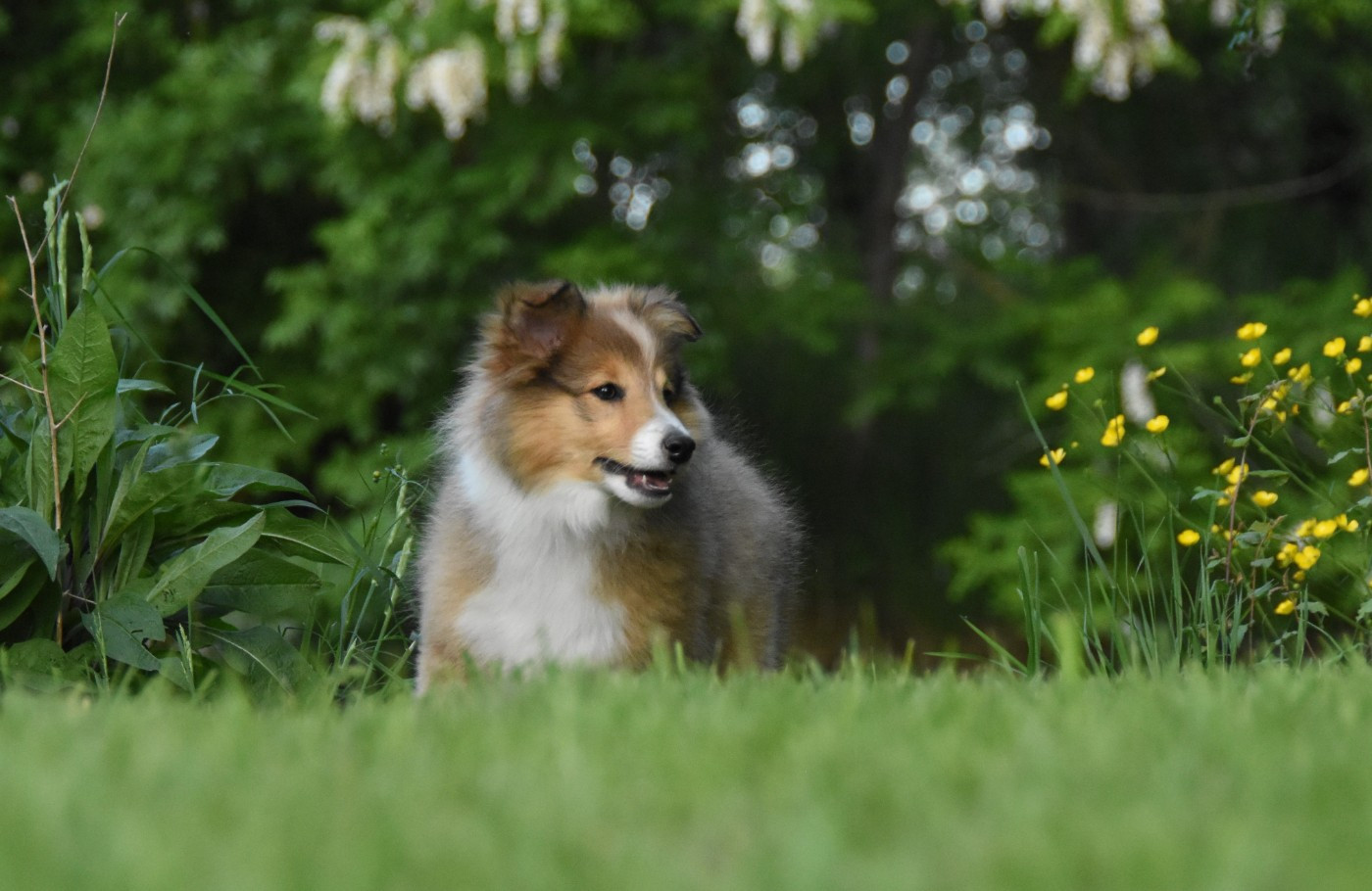 des Collines de Sagne - Chiots disponibles - Shetland Sheepdog