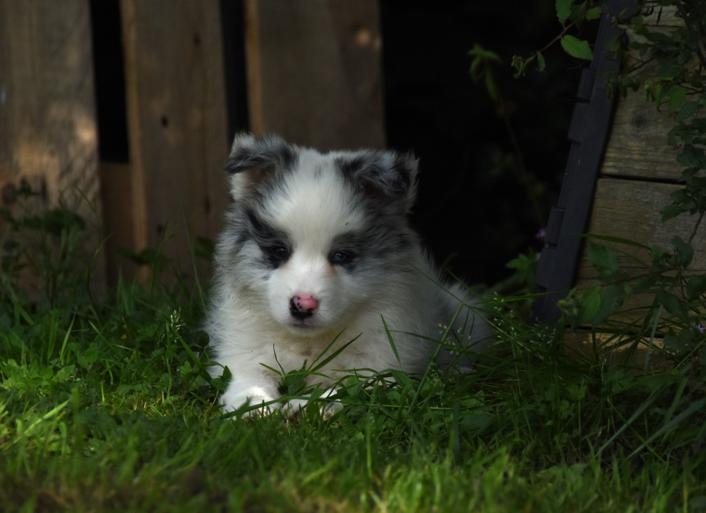 des Collines de Sagne - Chiots disponibles - Border Collie