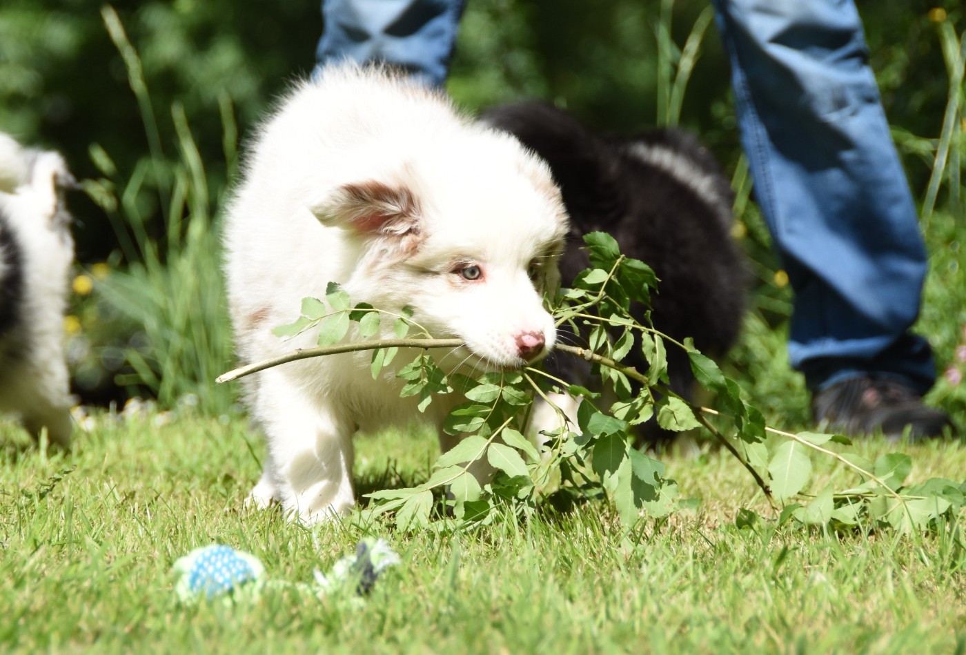 des Collines de Sagne - Chiots disponibles - Border Collie
