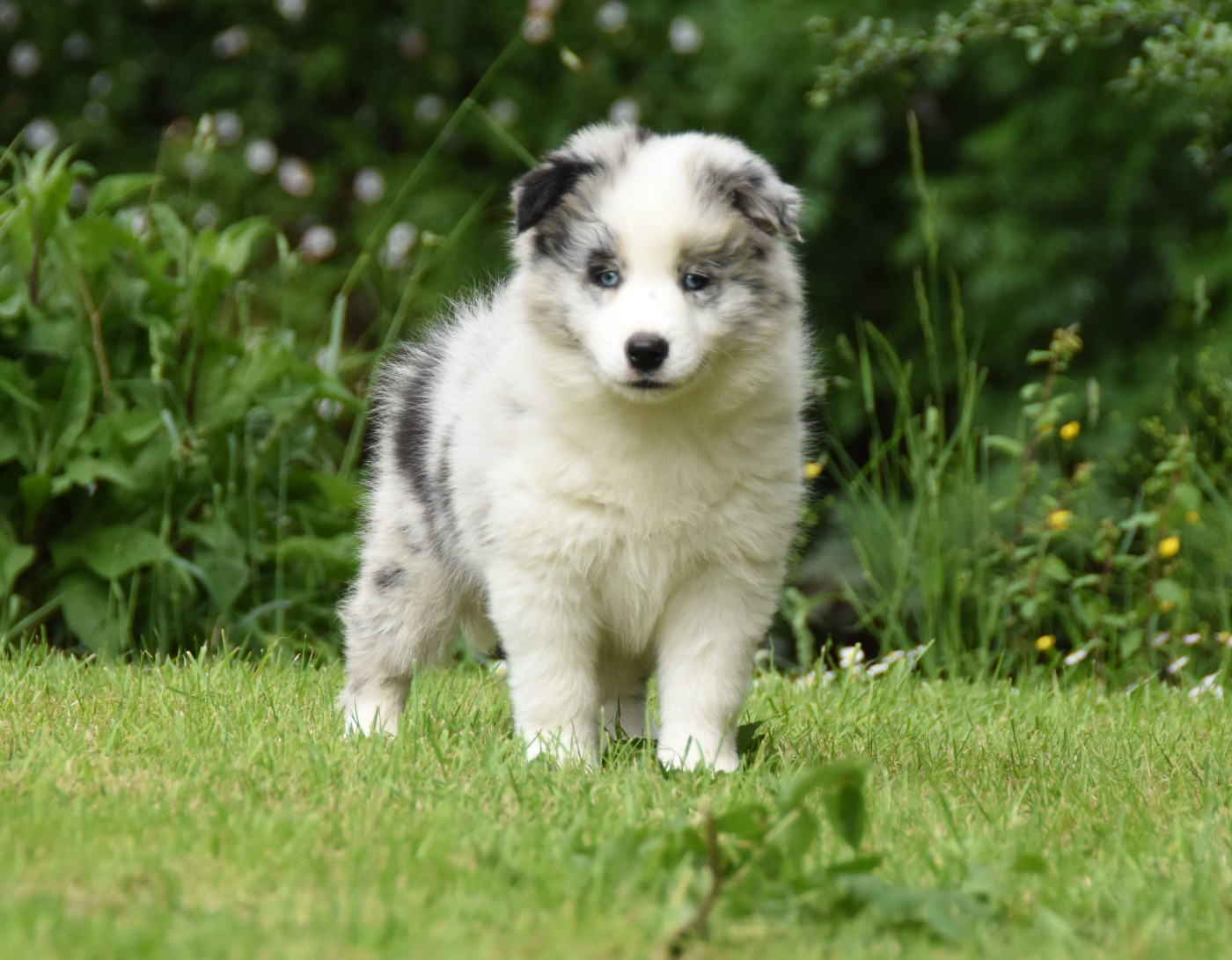 des Collines de Sagne - Chiots disponibles - Border Collie