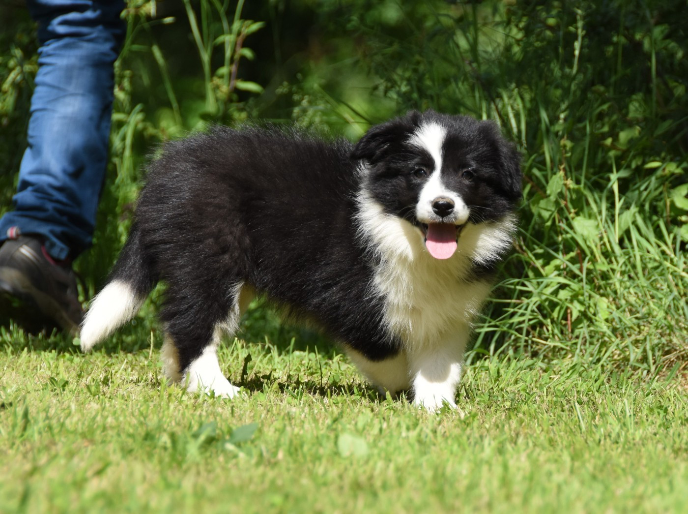 des Collines de Sagne - Chiots disponibles - Border Collie