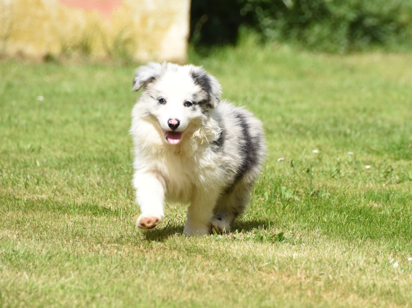 des Collines de Sagne - Chiots disponibles - Border Collie