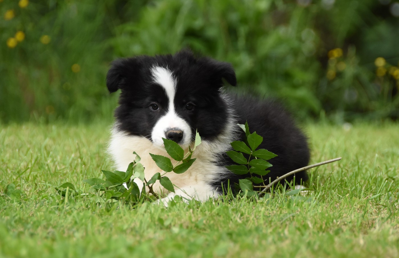 des Collines de Sagne - Chiots disponibles - Border Collie