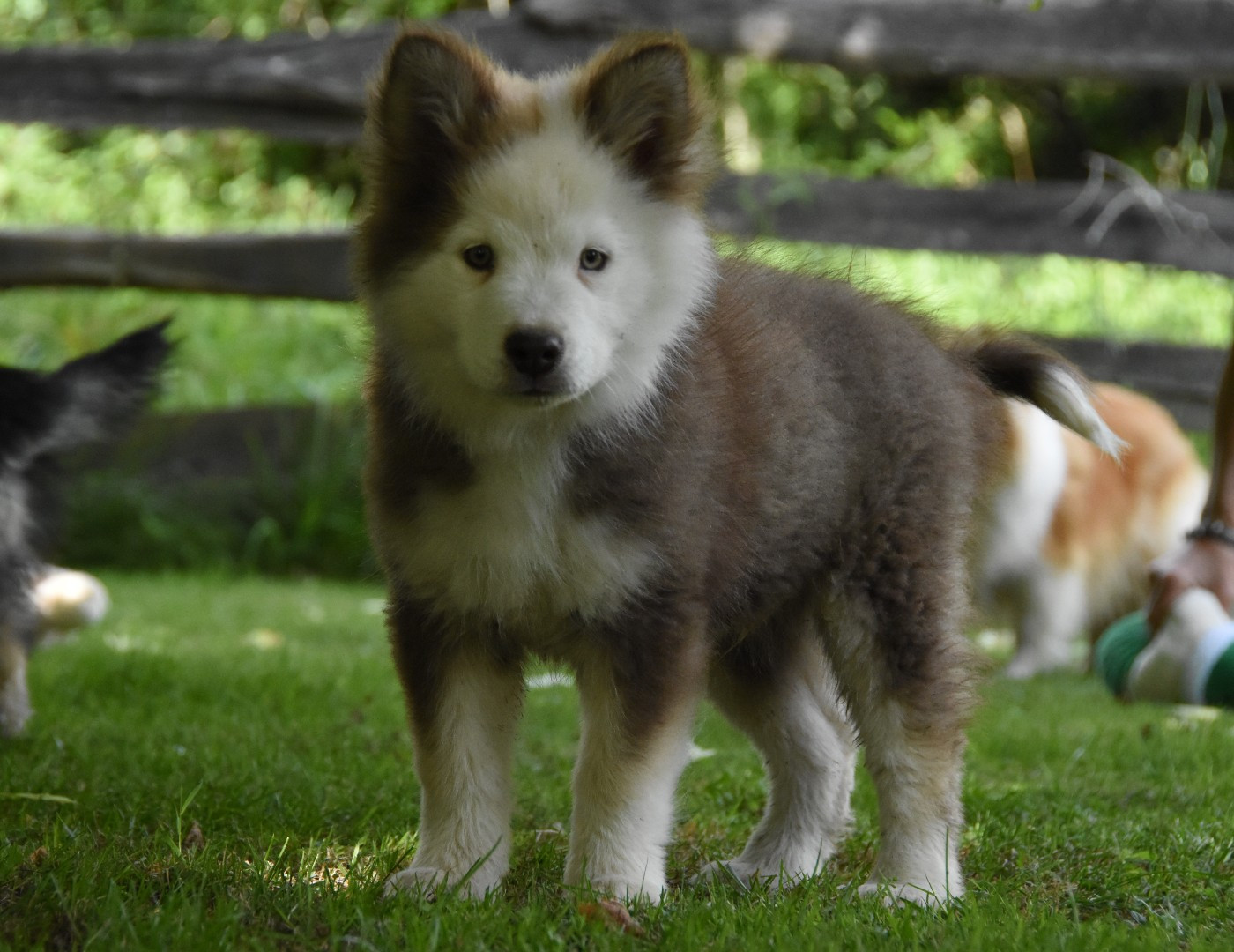 des Collines de Sagne - Chiots disponibles - Chien finnois de Laponie