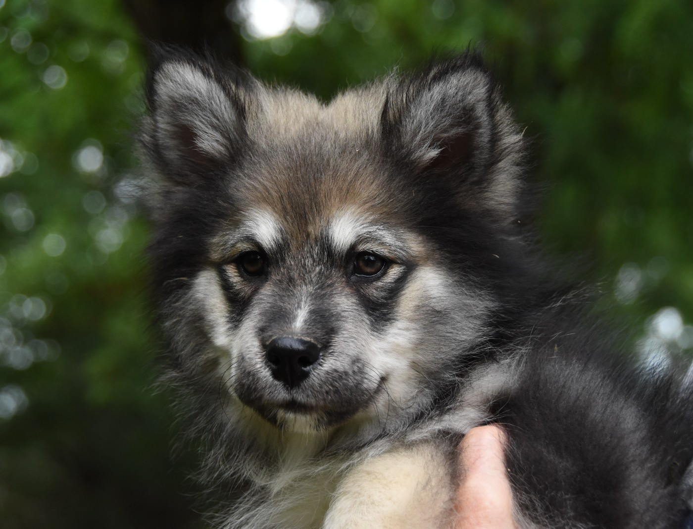 des Collines de Sagne - Chiots disponibles - Chien finnois de Laponie