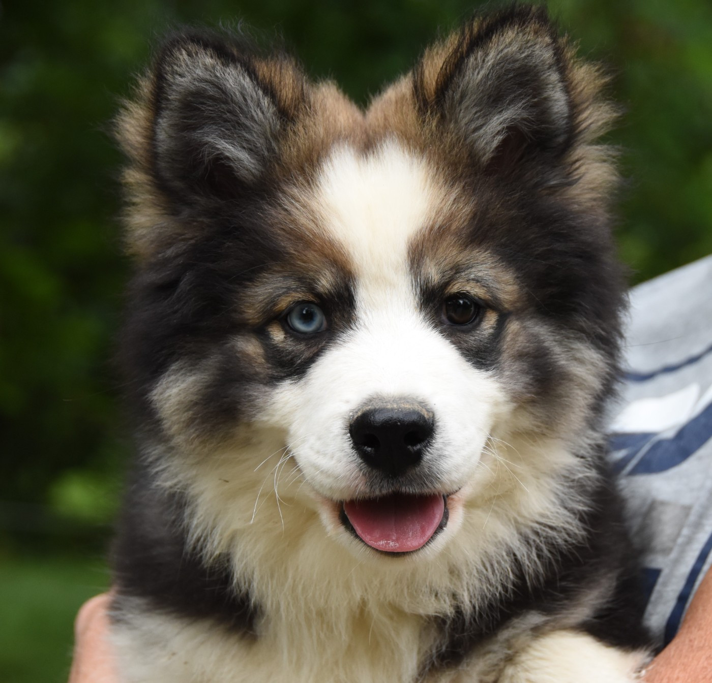 des Collines de Sagne - Chiots disponibles - Chien finnois de Laponie