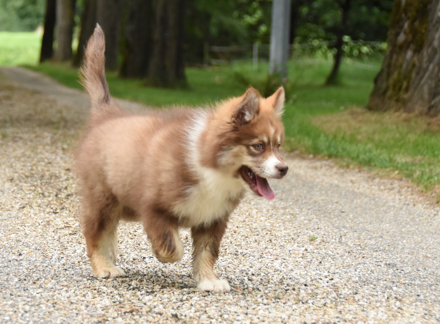 des Collines de Sagne - Chiots disponibles - Chien finnois de Laponie