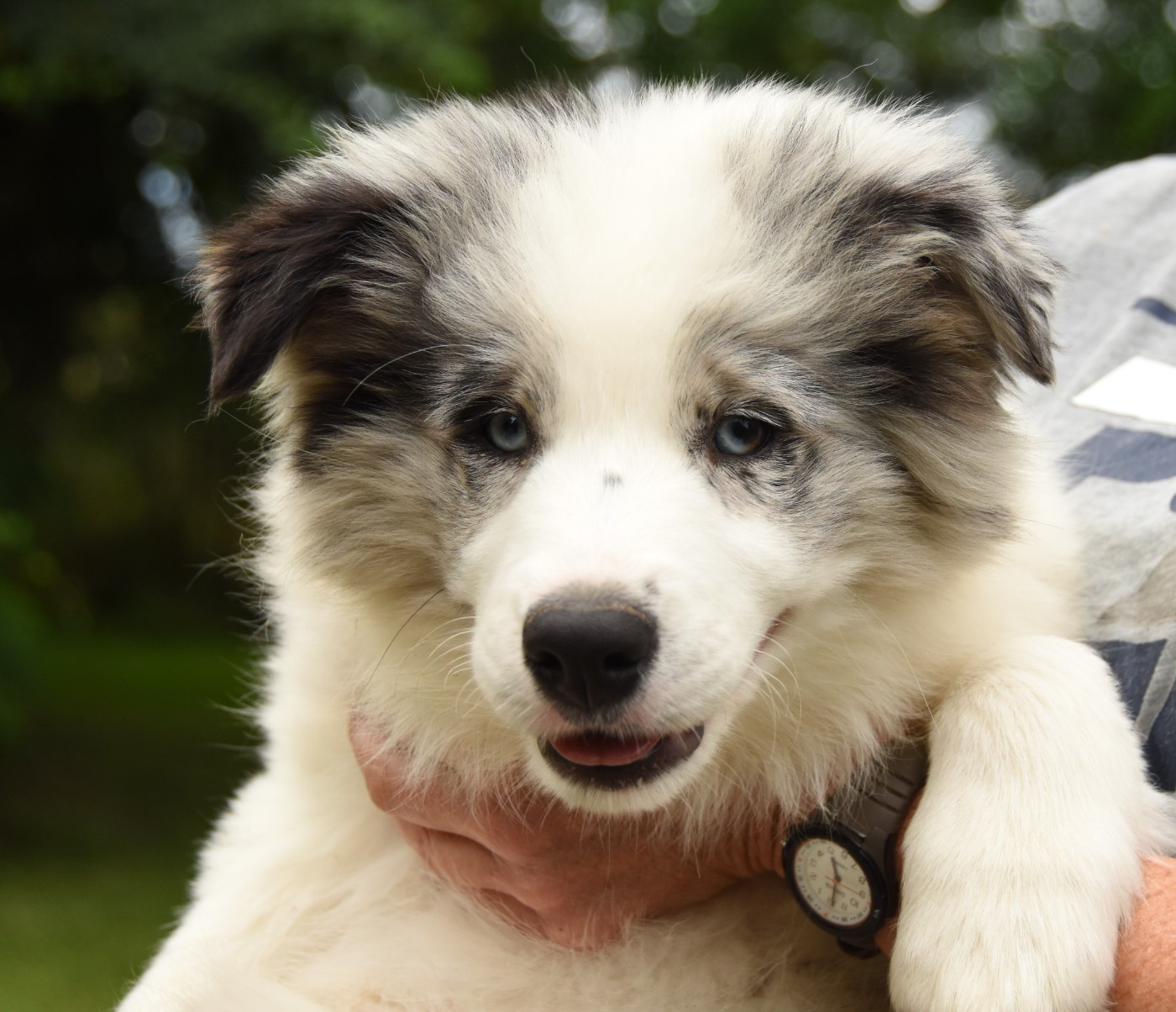 des Collines de Sagne - Chiots disponibles - Border Collie