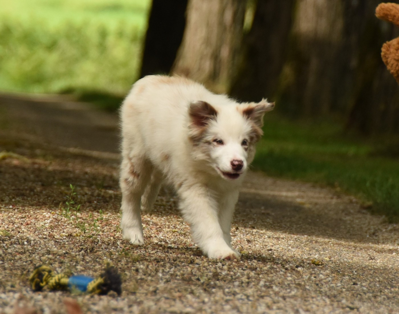 des Collines de Sagne - Chiots disponibles - Border Collie