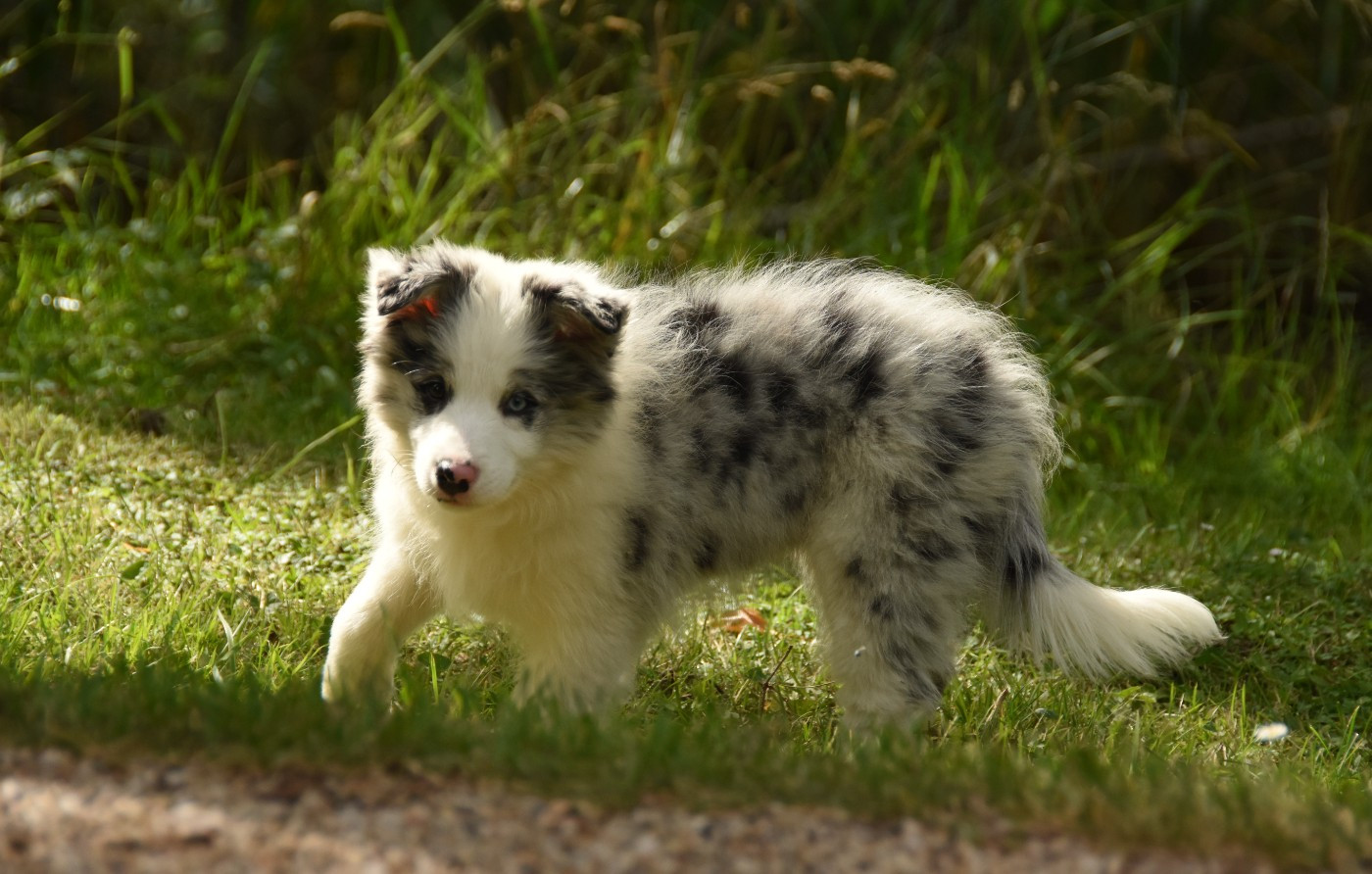 des Collines de Sagne - Chiots disponibles - Border Collie