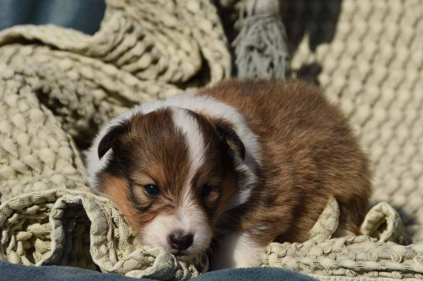 des Collines de Sagne - Chiots disponibles - Shetland Sheepdog