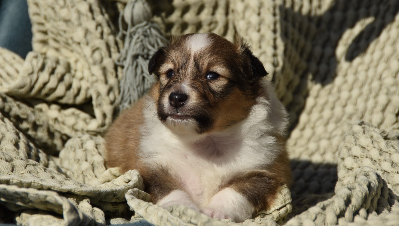 des Collines de Sagne - Chiots disponibles - Shetland Sheepdog