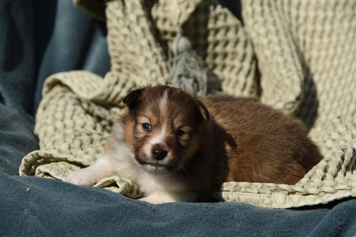 des Collines de Sagne - Chiots disponibles - Shetland Sheepdog