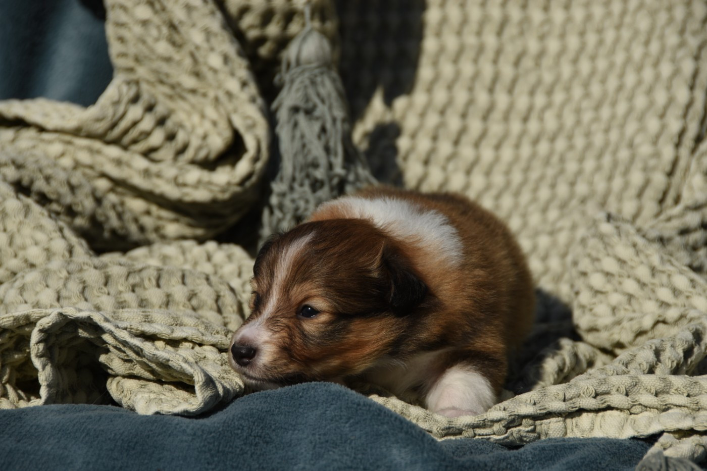 des Collines de Sagne - Chiots disponibles - Shetland Sheepdog
