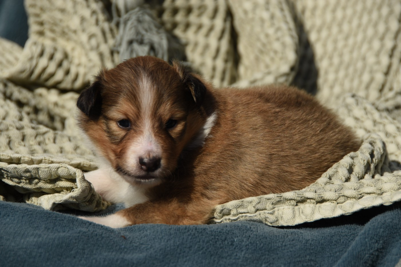 des Collines de Sagne - Chiots disponibles - Shetland Sheepdog