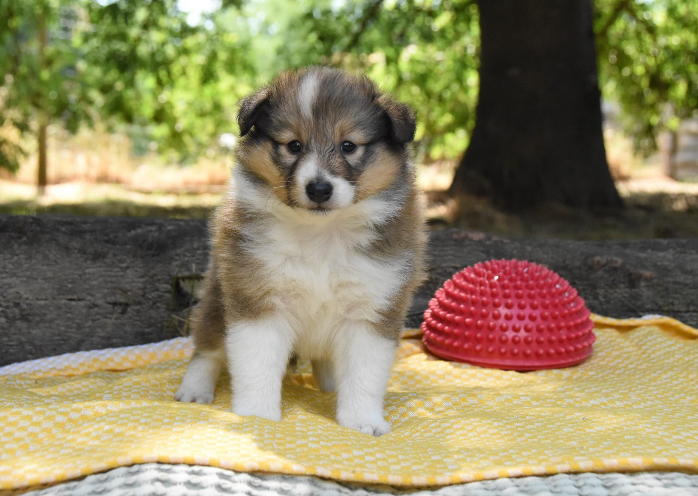 des Collines de Sagne - Chiots disponibles - Shetland Sheepdog
