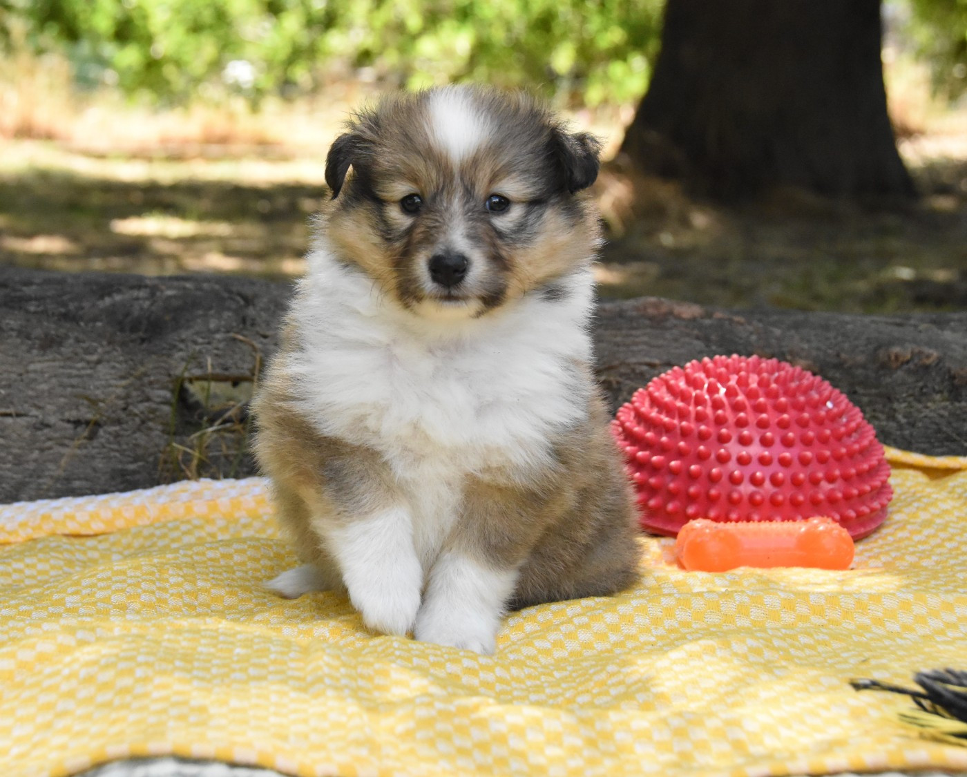 des Collines de Sagne - Chiots disponibles - Shetland Sheepdog