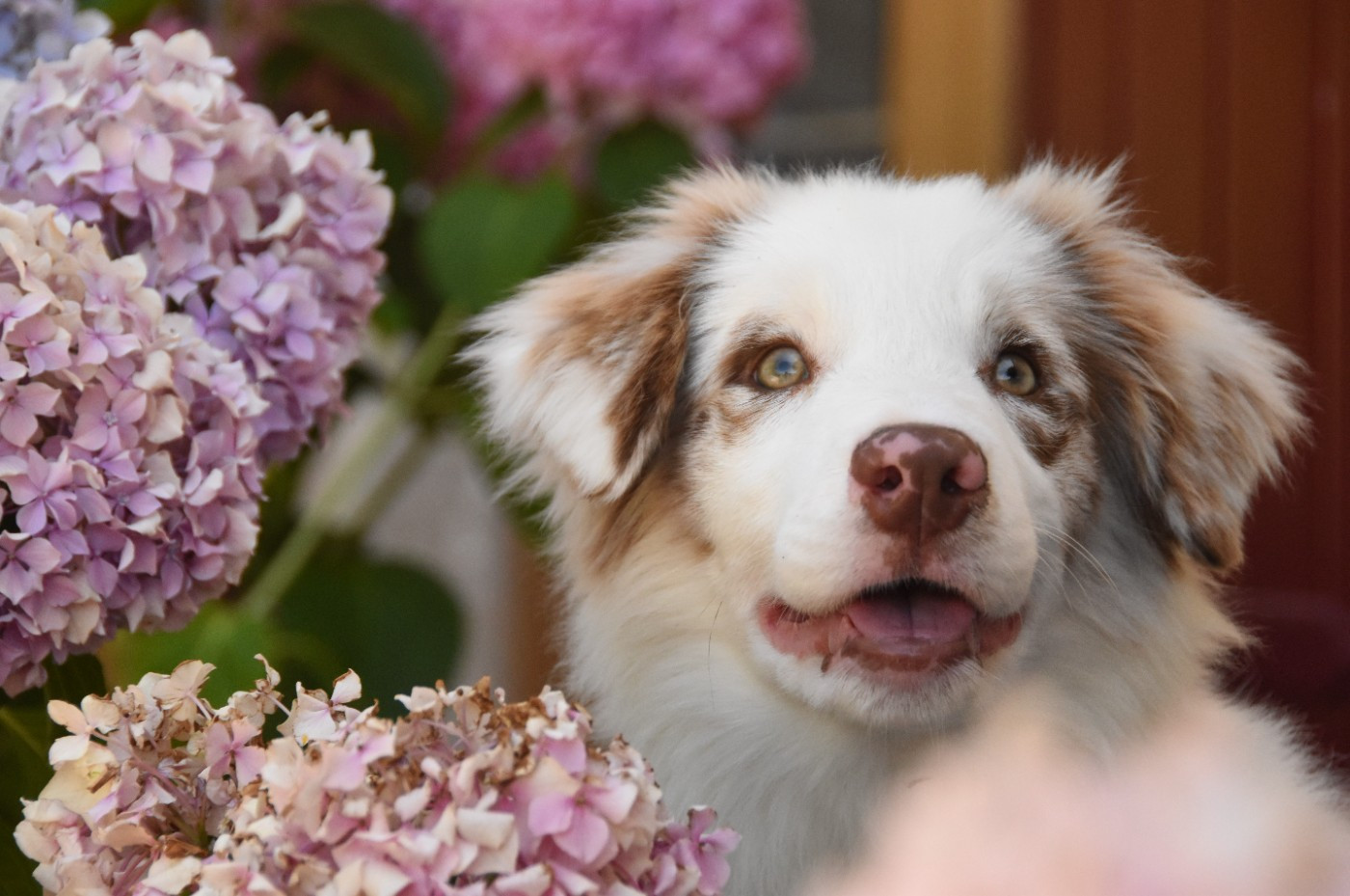 des Collines de Sagne - Chiots disponibles - Border Collie