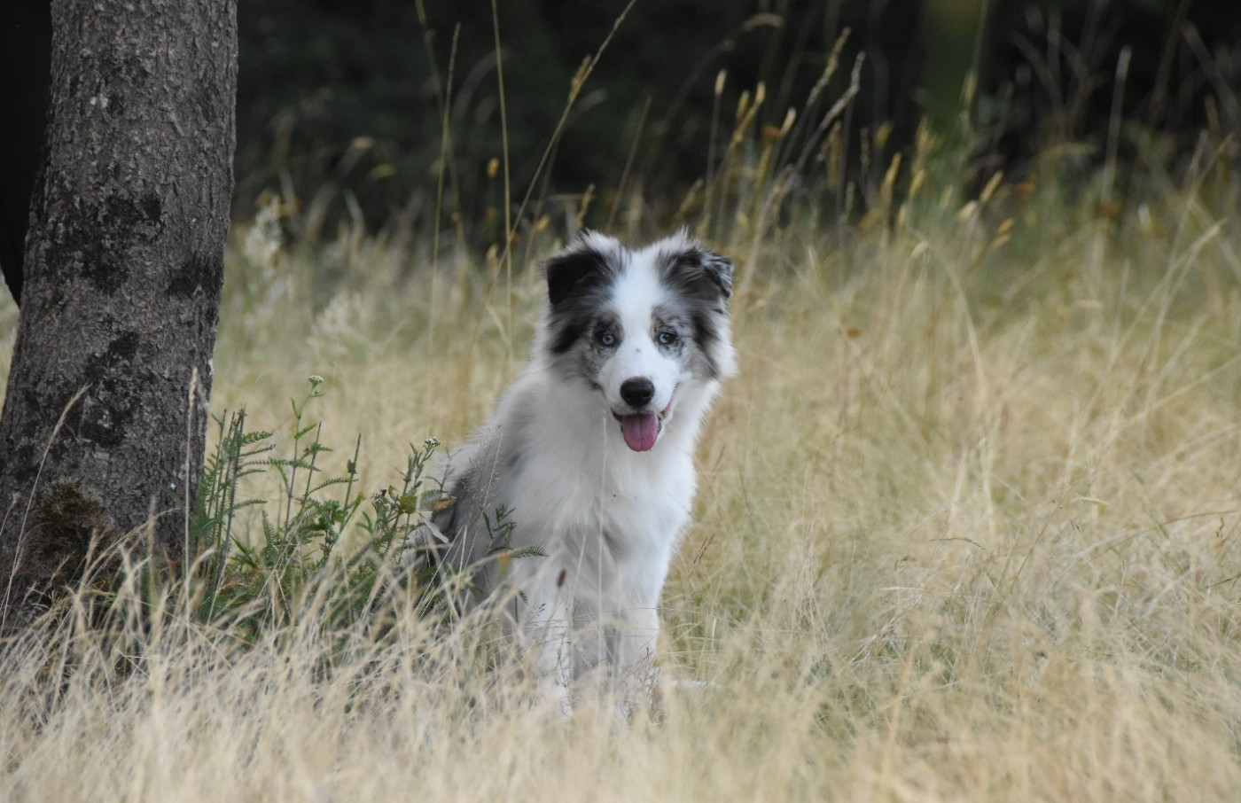 des Collines de Sagne - Chiots disponibles - Border Collie