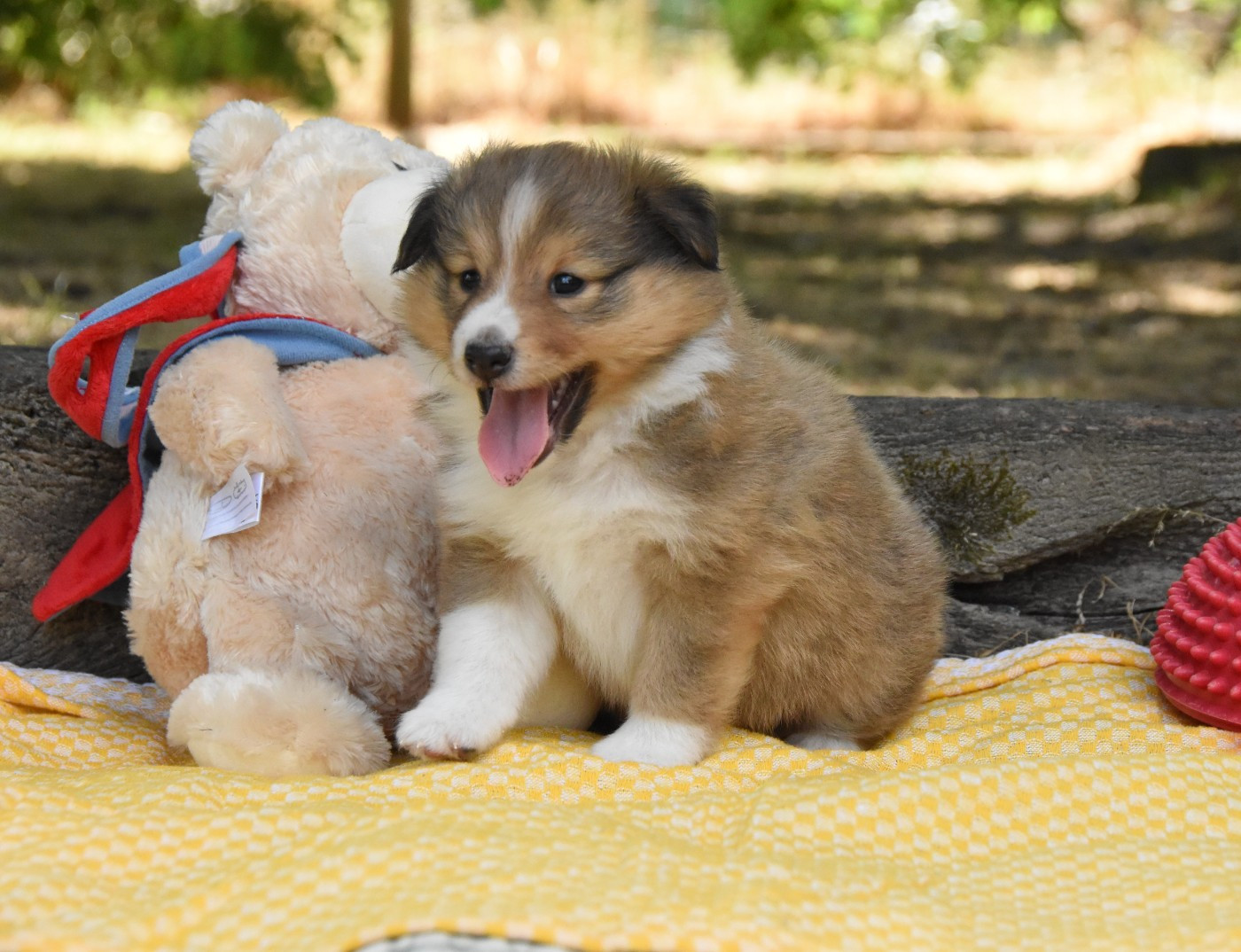 des Collines de Sagne - Chiots disponibles - Shetland Sheepdog