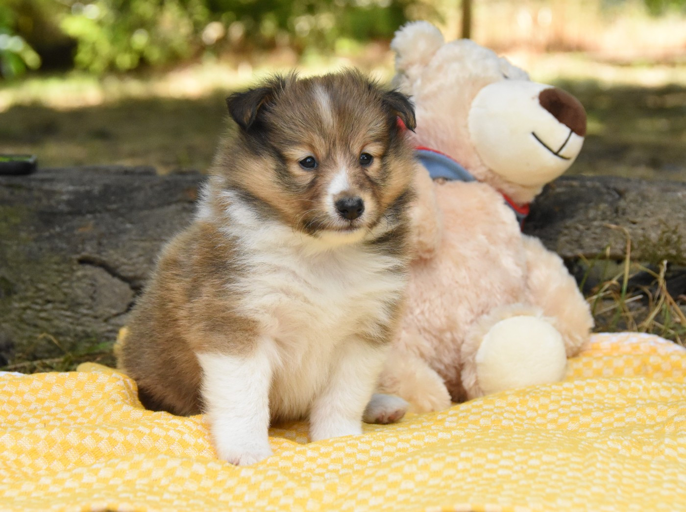 des Collines de Sagne - Chiots disponibles - Shetland Sheepdog