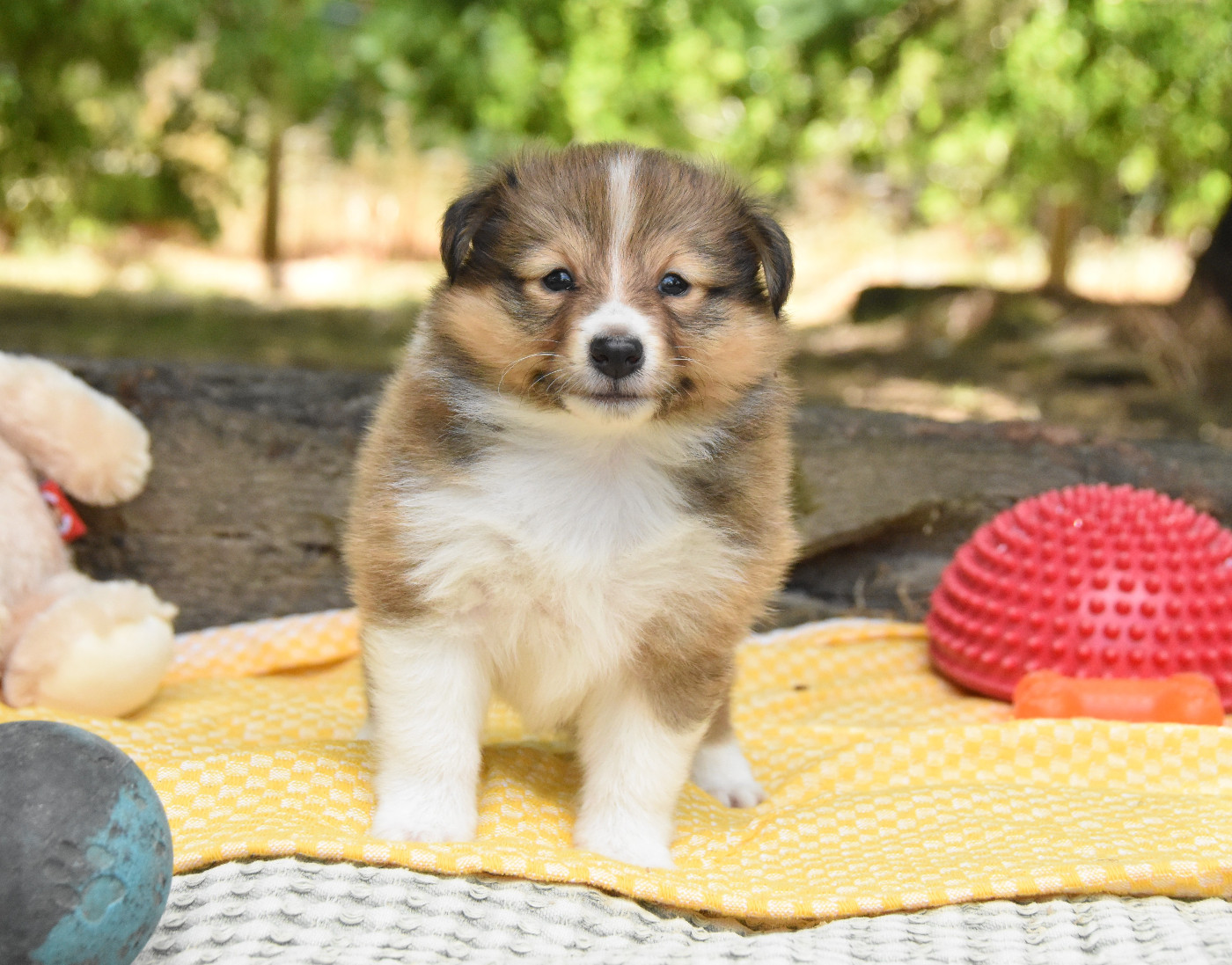 des Collines de Sagne - Chiots disponibles - Shetland Sheepdog