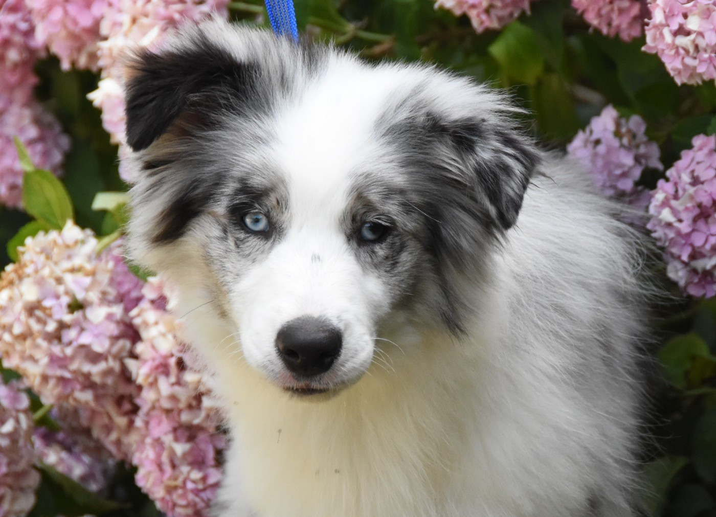 des Collines de Sagne - Chiots disponibles - Border Collie
