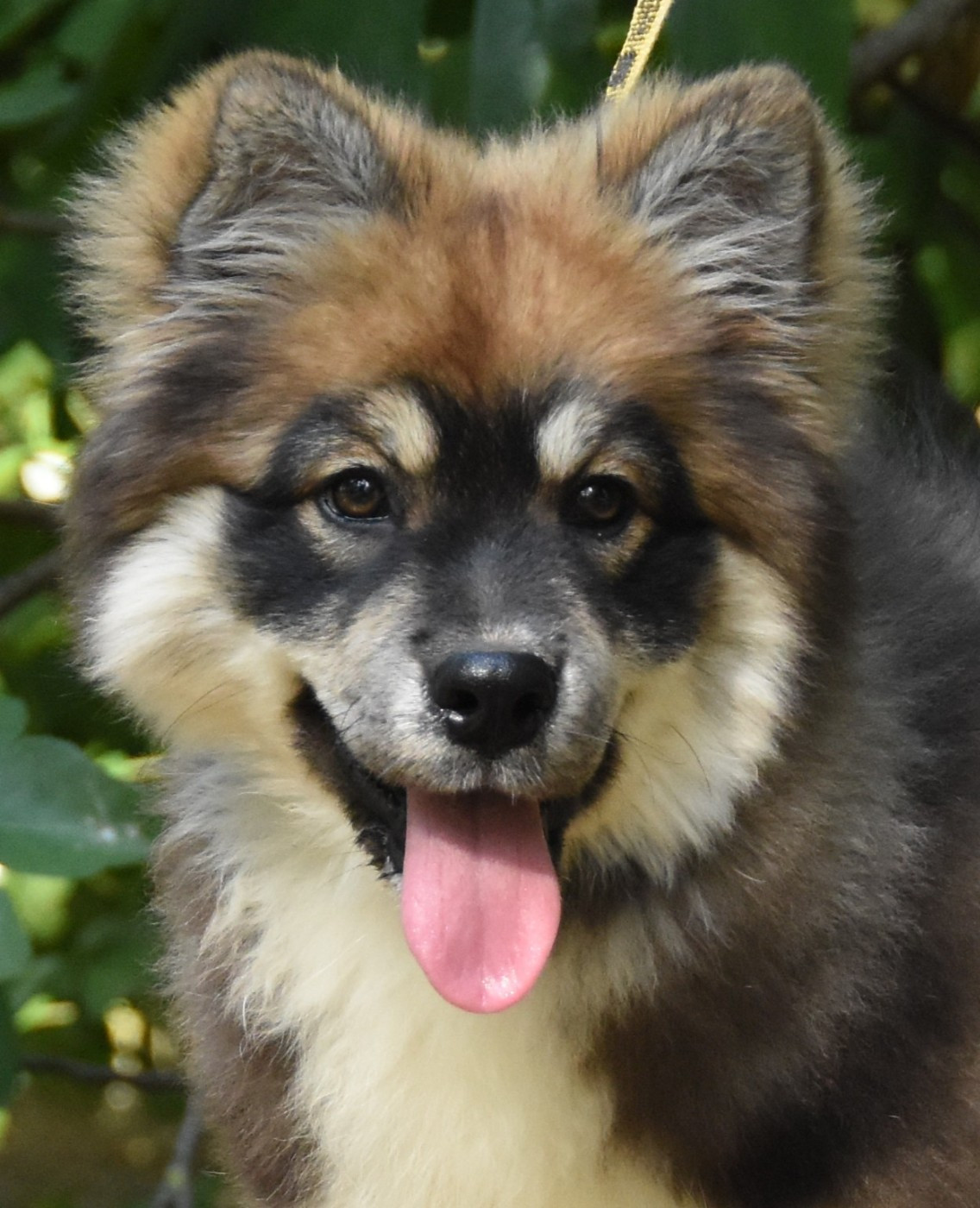 des Collines de Sagne - Chiots disponibles - Chien finnois de Laponie