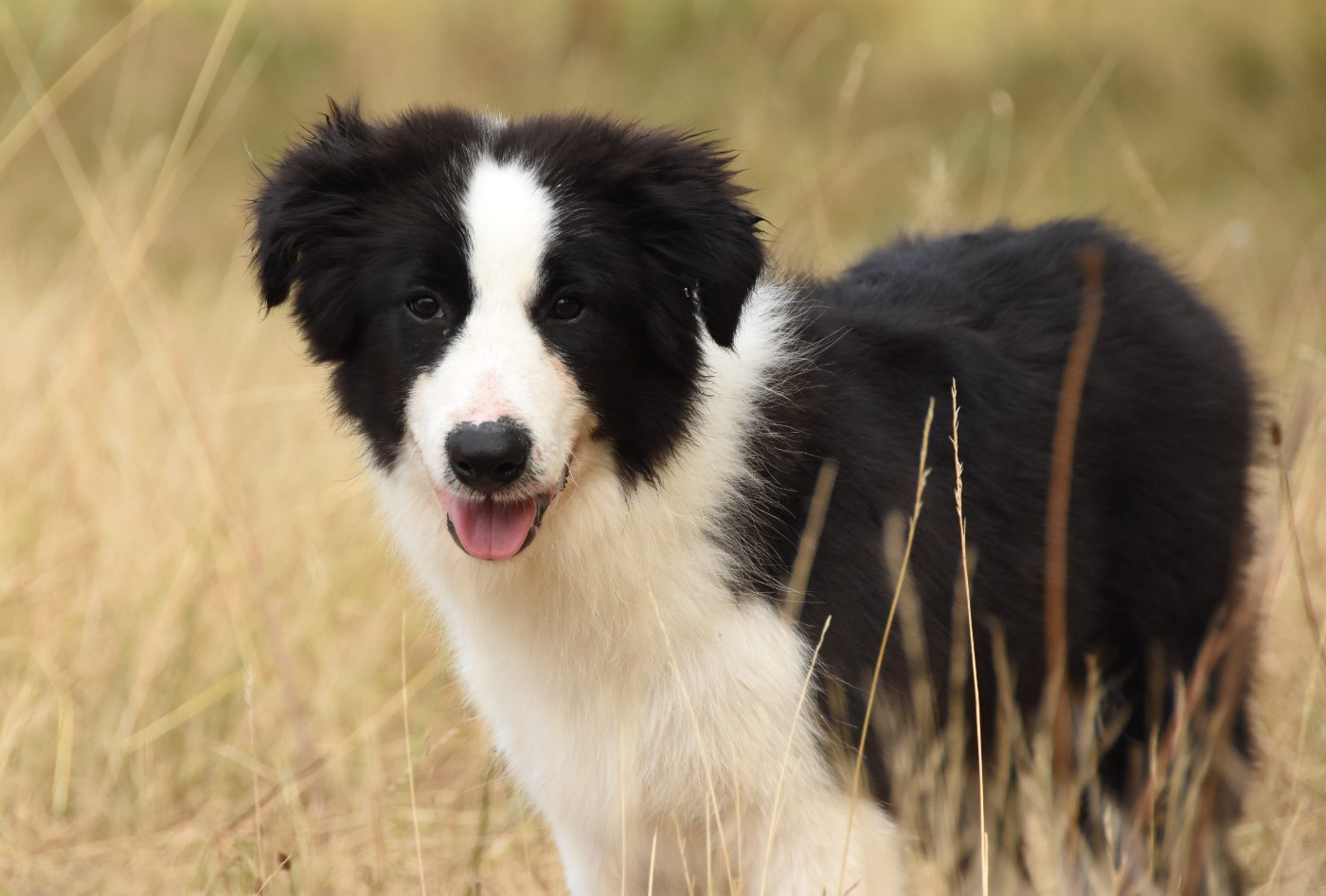 des Collines de Sagne - Chiots disponibles - Border Collie